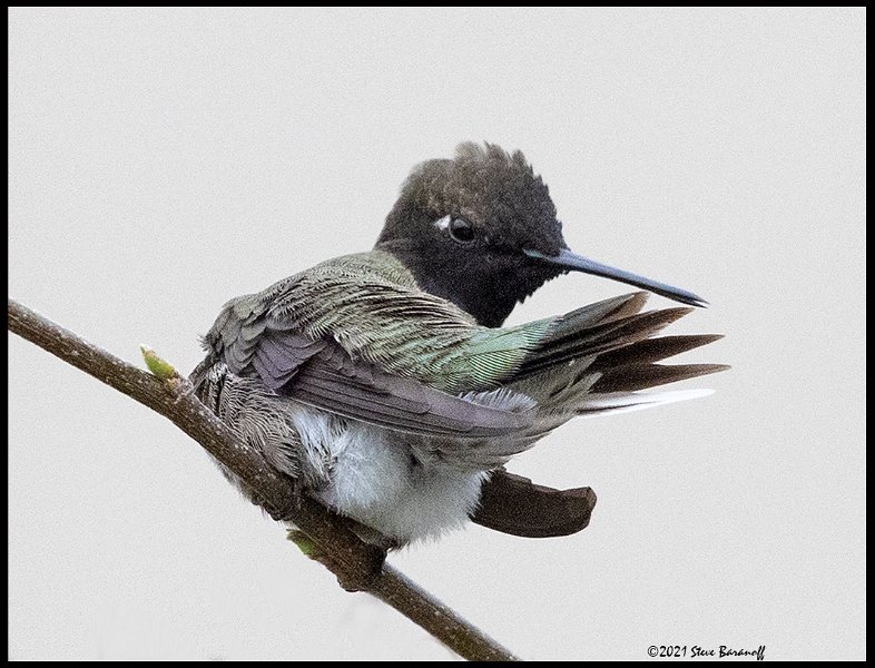_B213960 black-chinned hummingbird.jpg